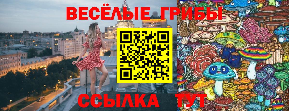 Галлюциногенные грибы Psilocybe  Вход с VPN  Бердск  цены наркотик  Псилоцибиновые грибы MAGIC MUSHROOMS 